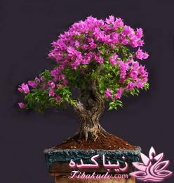 گیاهان آپارتمانی 